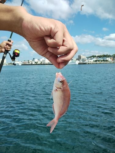 チャリコの釣果