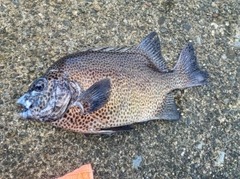 イシガキダイの釣果