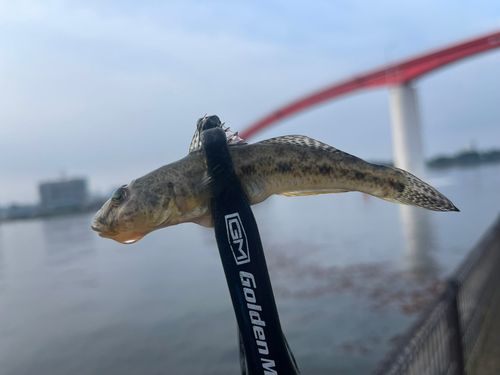 ハゼの釣果