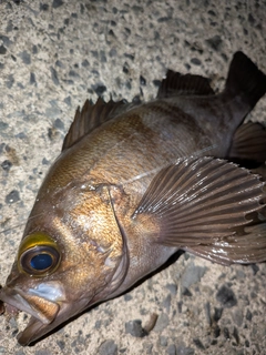 メバルの釣果