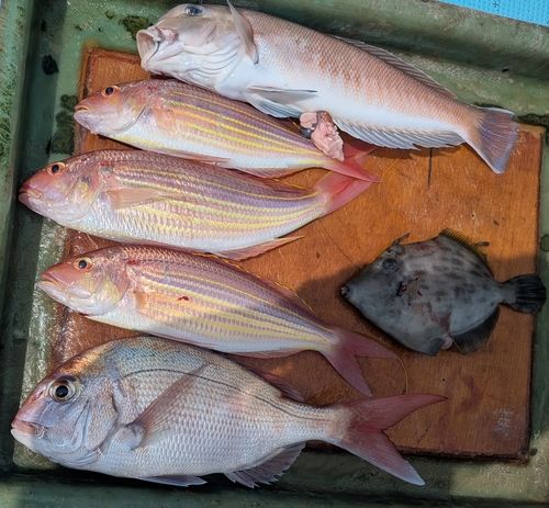 シロアマダイの釣果