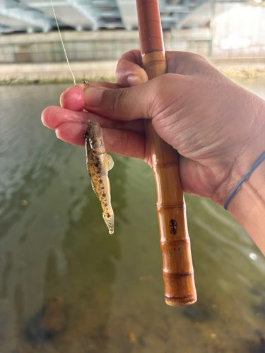 マハゼの釣果