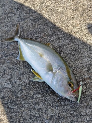 カンパチの釣果