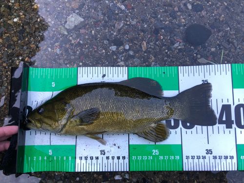 スモールマウスバスの釣果