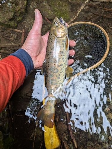 アマゴの釣果