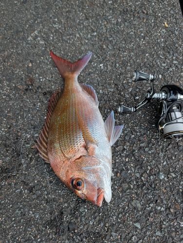 マダイの釣果