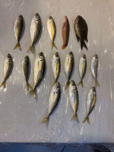 アジの釣果