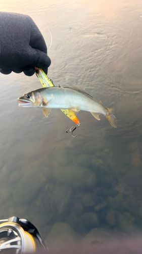 アユの釣果