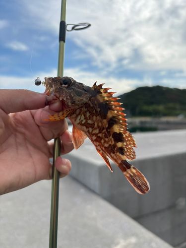 ガシラの釣果