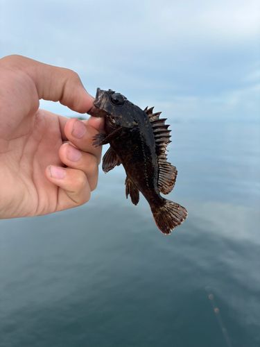 ムラソイの釣果