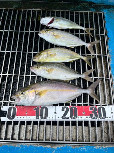 ショゴの釣果