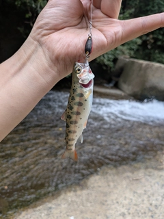 ヤマメの釣果