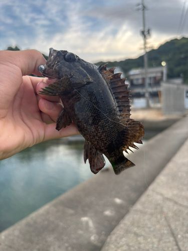 ムラソイの釣果