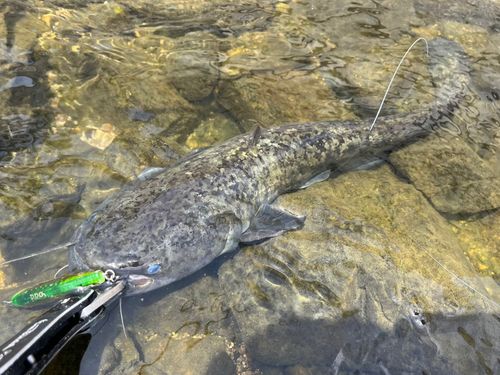 ナマズの釣果