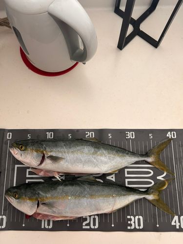 イナダの釣果