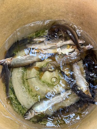 アユの釣果