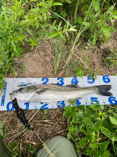 スズキの釣果