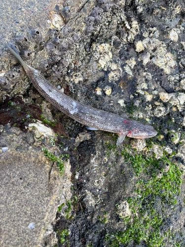 エソの釣果