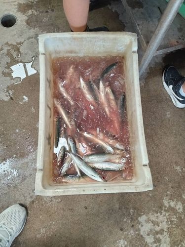 サバの釣果