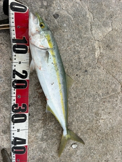ハマチの釣果