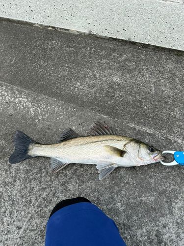 フッコ（マルスズキ）の釣果