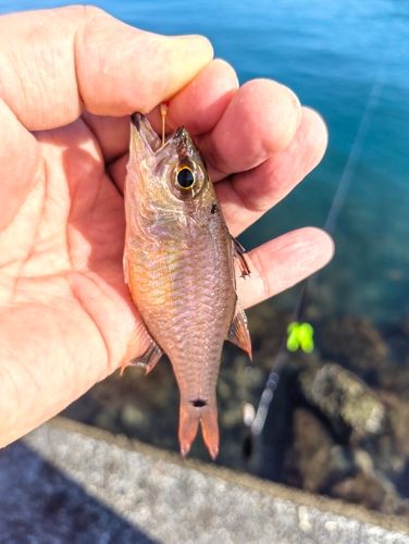 ソウダガツオの釣果