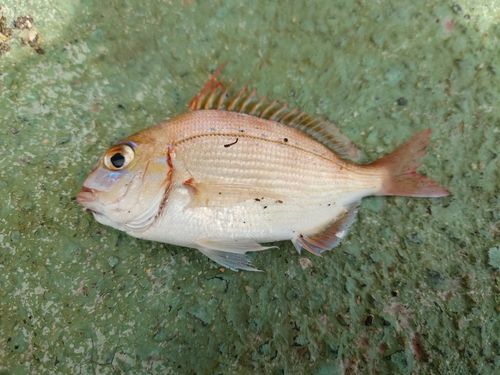 マダイの釣果