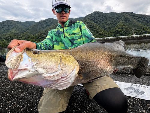アカメの釣果
