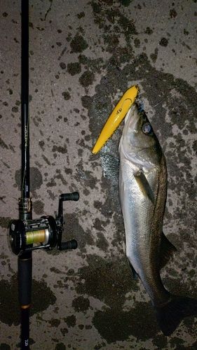 フッコ（マルスズキ）の釣果