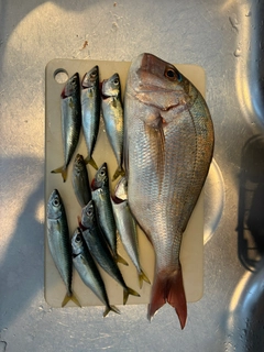 タイの釣果