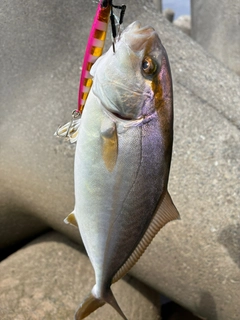 ショゴの釣果