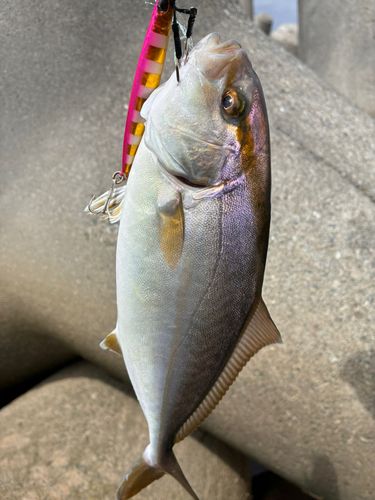 ショゴの釣果