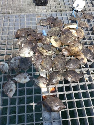 カワハギの釣果