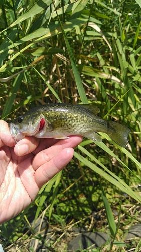 ラージマウスバスの釣果