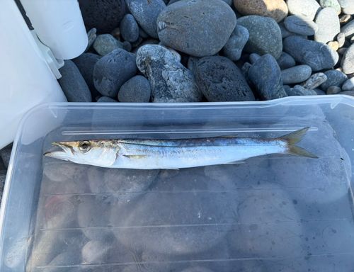 カマスの釣果