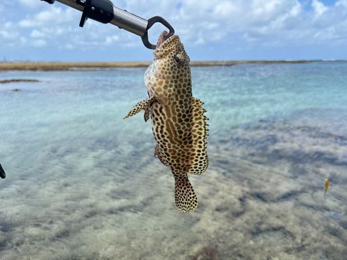 イシミーバイの釣果