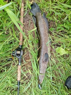 ライギョの釣果