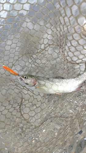 トラウトの釣果