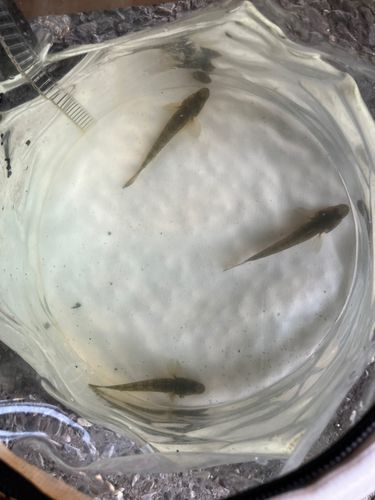 ハゼの釣果