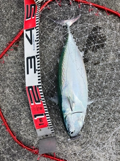ソウダガツオの釣果