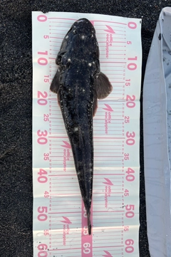マゴチの釣果