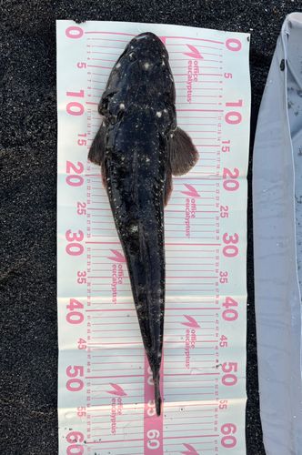 マゴチの釣果