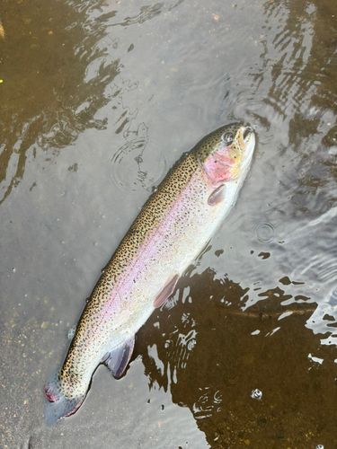 ニジマスの釣果