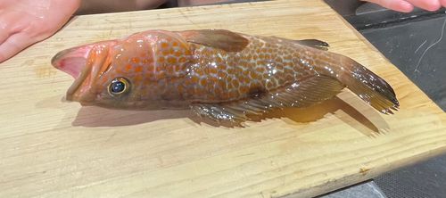 キジハタの釣果
