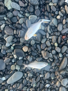 釣果