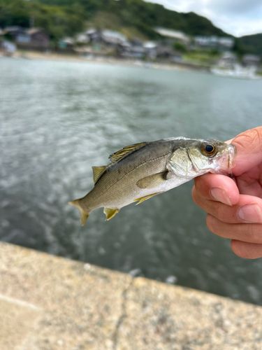 セイゴ（ヒラスズキ）の釣果