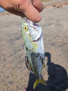 ワカシの釣果