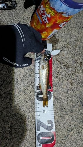ムツの釣果