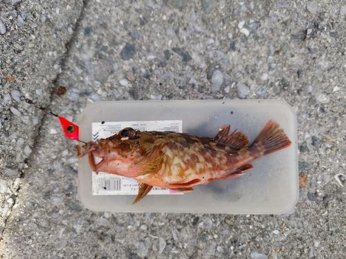 カサゴの釣果