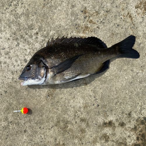 チヌの釣果